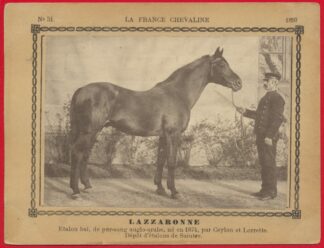 carte-photo-france-chevaline-lazzaronne-etalon-anglo-arabe