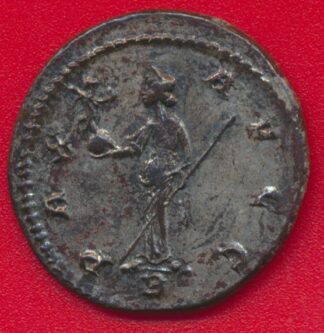 maximianus-avg-pax-avg